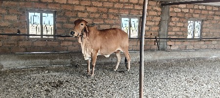 વોડકી વેચવાની છે બધી જવાબદારી