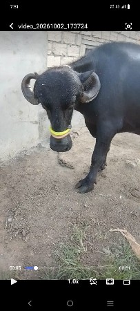 ભેંસ વેચવાની છે