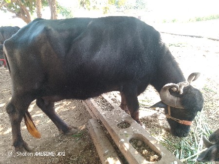 આ ભેંશ વેચવાની છે