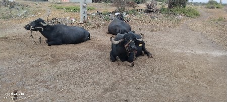 ભેંસ વેચવાની છે
