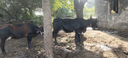 એક હારે બધો માલ વેચવાનો છે