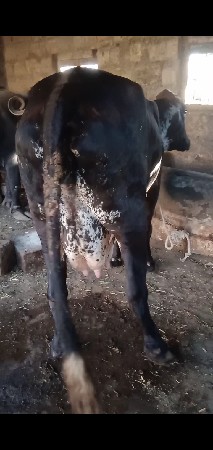 hf ગાય વેસવાની છે ધર ધરાવે છે