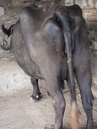 જયરાજભાઇ માંકડ