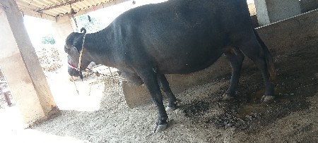 પેલા વેતર ની છે