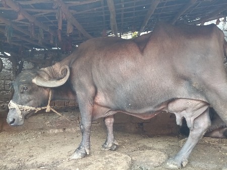 ભેંસ વેચવાની છે