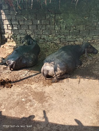 બે ભેંસુ વેચવાની છે