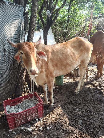 ગાય વેચવાની છે