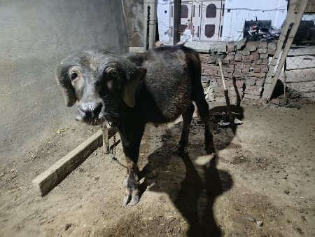 પડો. 15  મહિનાનો