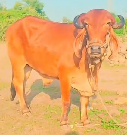 જુનાગઢ જીલ્લો વંથલી તાલુકો બોડકા ગ