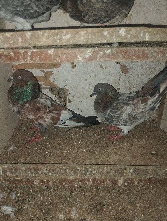 લાલ મારવાડા
