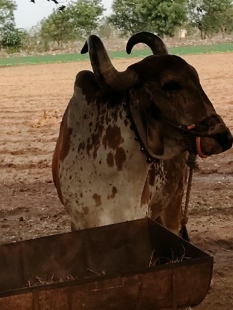 બળદ વેચવાના છે