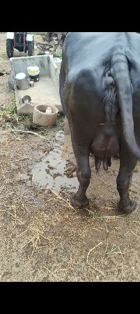 2 વેતર