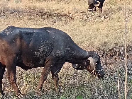 ભેંશ વેસવાની છે