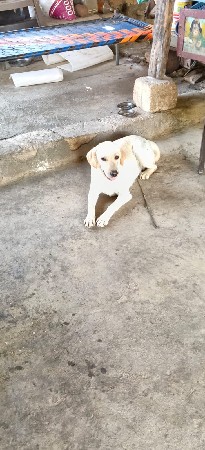 લેબરા ફિમેલ વેચવાની છે