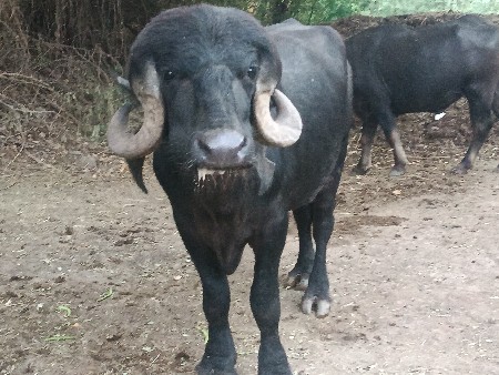 જાફરાબાદી પાડો વેચવા નો છે