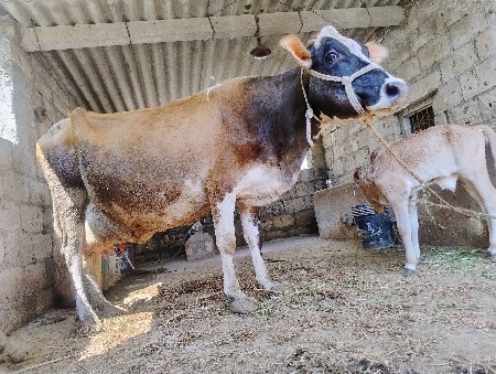 🐄 દૂધાળ ગાય વેચવાની છે 🐄