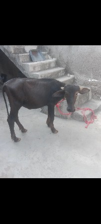 પાડી વેચવાની છે