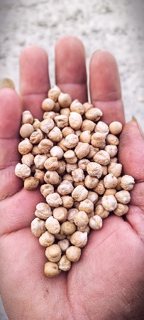 ચણા બી -2