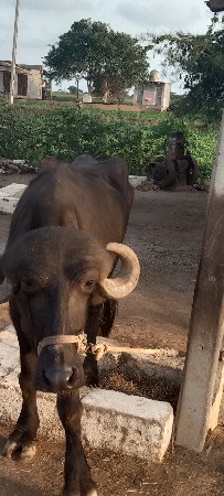 વેચવાની છે