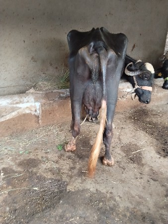 ભેસ