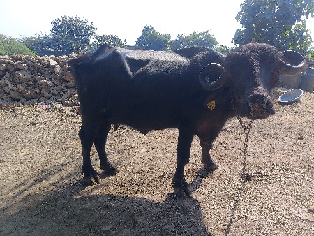 ભેંસ વેચવાની છે.