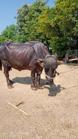 ભેંસ