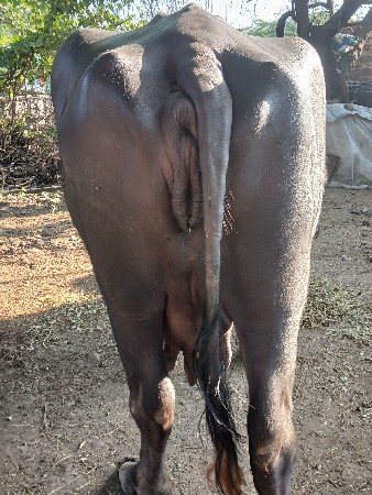 ભેસ