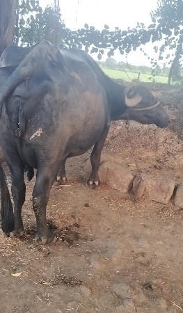 ભેંસ વેચવા ની છે