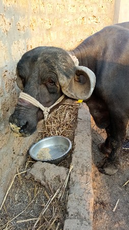 ભેંસ વેચવાની છે