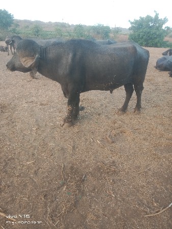 પાડો વેચવાનો છે