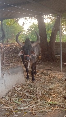 બળદ વેચવાના છે