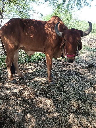 એક બીજી વાવણી એક પાચમી વાવણી