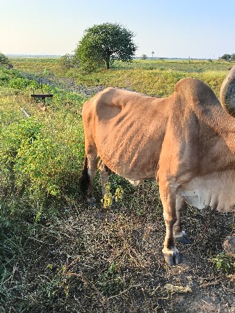 ૩ ગાય વેચવાની છે