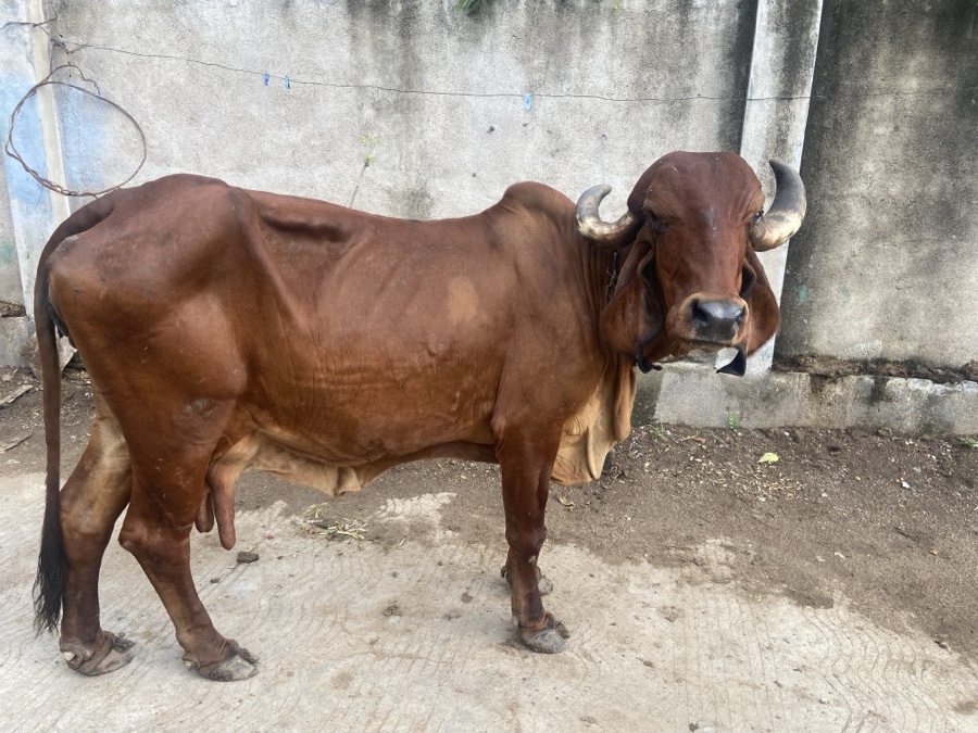 ગીર ગાય ના સાતા કરવાનાં છે