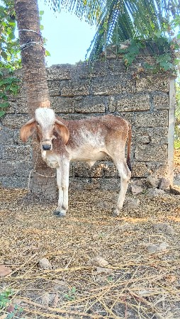વેચવાની