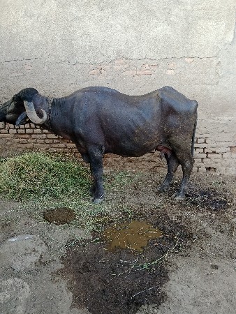 ખડાઈ વેચવાની છે