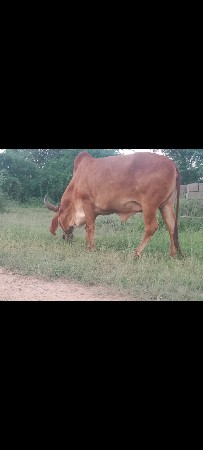 ગાય વેચવાની છે
