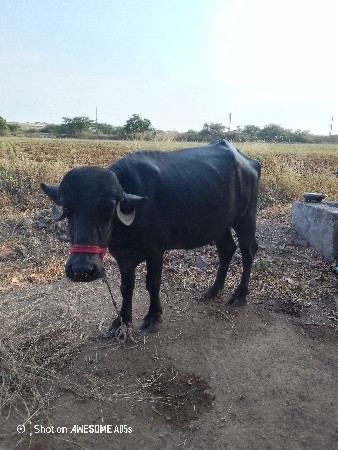પેલું વેતર માં