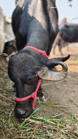 ભેંશ વેચવાની છે