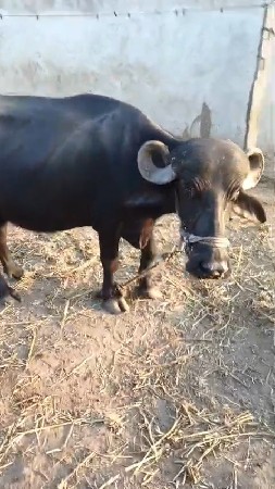 ભેંશ વેચવાની સે