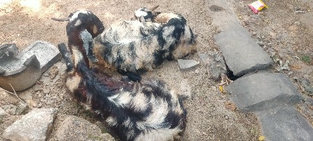બકરી નો ઘેરો વેચવા નો છે.