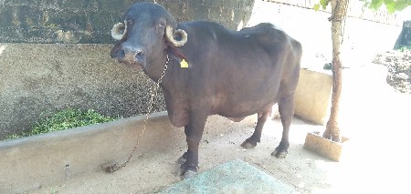 ભેંસ,ઘડેલી,
