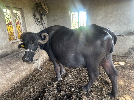 ભેંસ વેચવાની છે