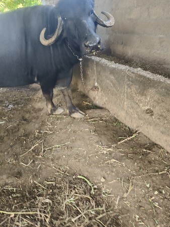 ભેંસ વેચવા ની છે