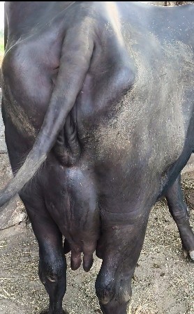 3 વેતર 10 દિવસ ની કસી છે