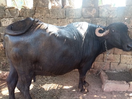 ભેસ વેચવાનિ