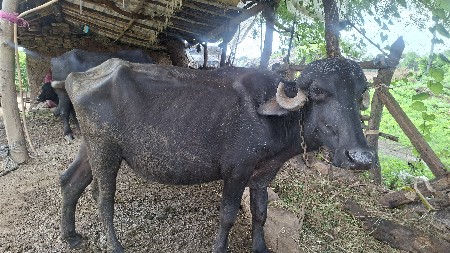 ખળેલી વેચવાની છે