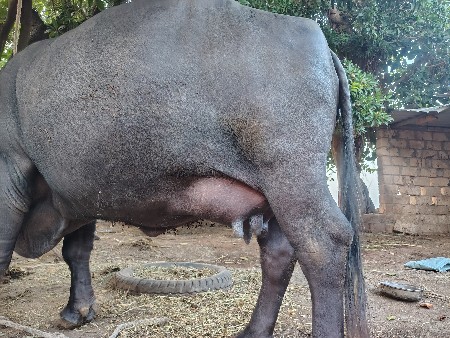 ભેંસ વેચવાની છે
