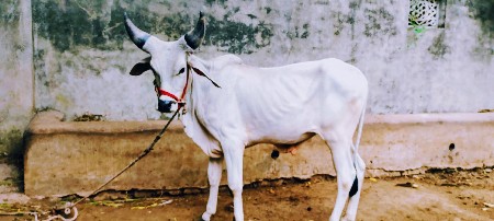 વાછડો વેચવાનો છે