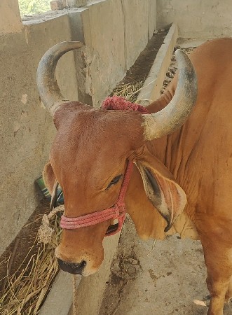 ગાય વેચવાની છે